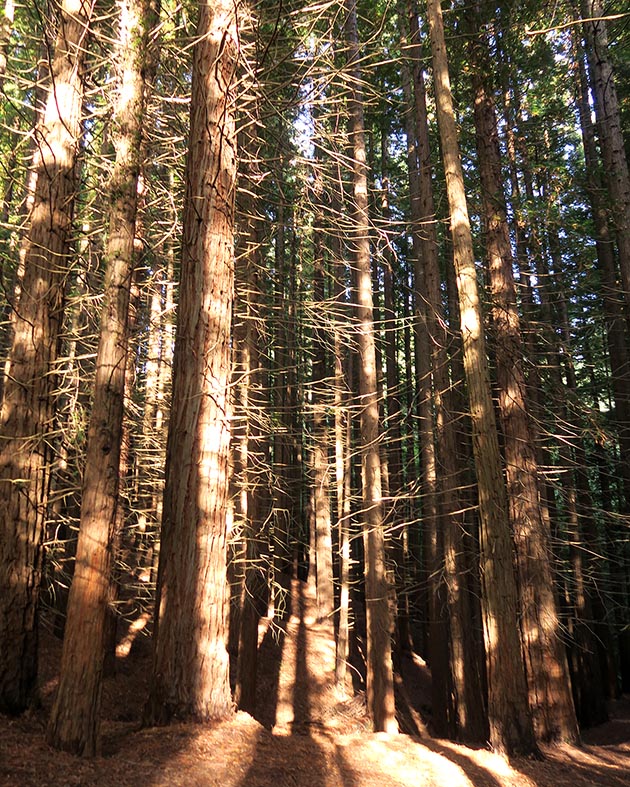 Bosque Secuoyas Cabezón de la Sal CANTABRIA por RETROPOT