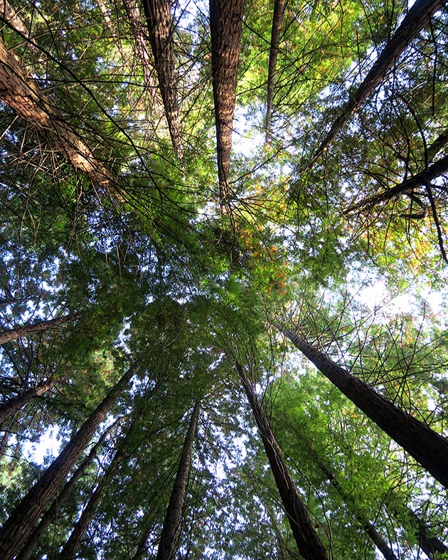 Bosque Secuoyas Cabezón de la Sal CANTABRIA por RETROPOT