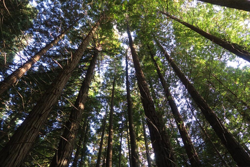 Bosque Secuoyas Cabezón de la Sal CANTABRIA por RETROPOT