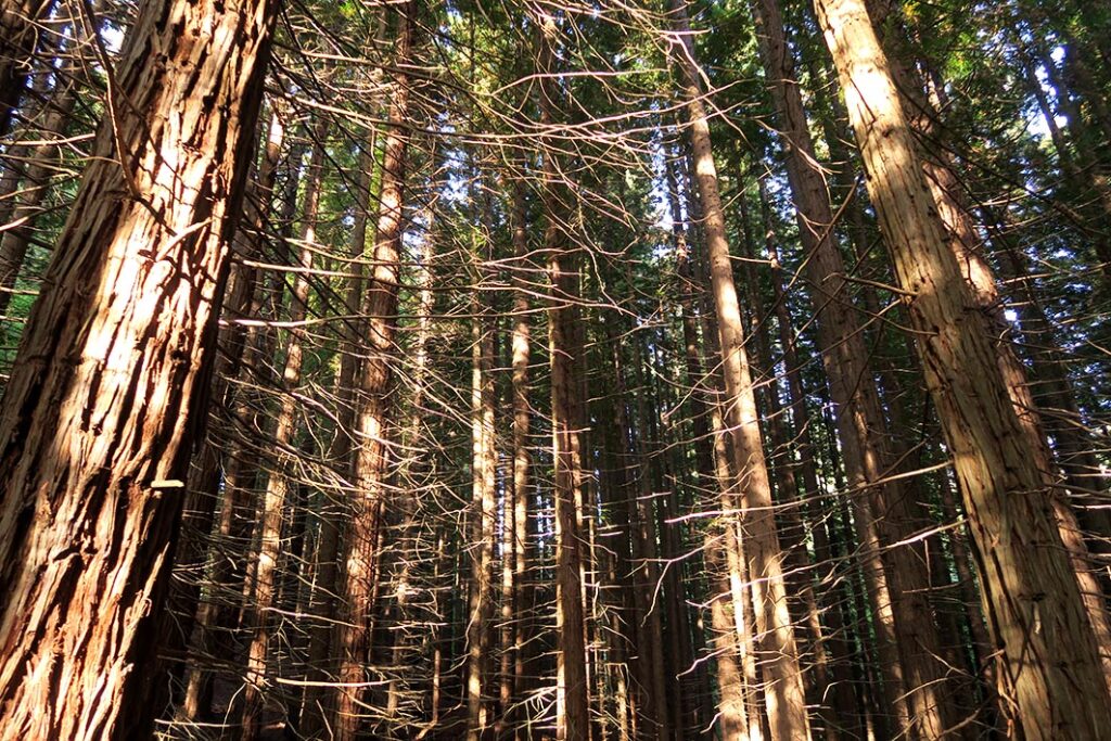 Bosque Secuoyas Cabezón de la Sal CANTABRIA por RETROPOT
