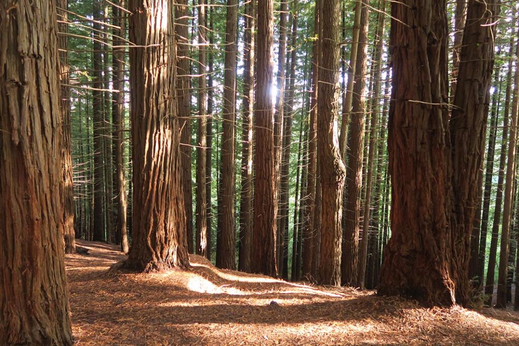 Bosque Secuoyas Cabezón de la Sal CANTABRIA por RETROPOT