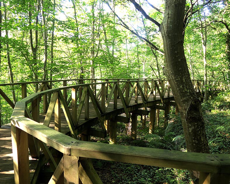 Bosque Secuoyas Cabezón de la Sal CANTABRIA por RETROPOT